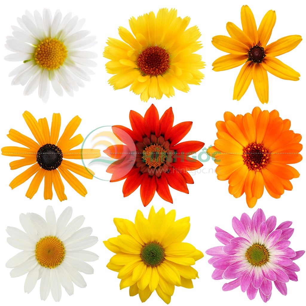 Hình ảnh hoa cúc, những bông hoa cúc nhiều màu-imagestock-0514