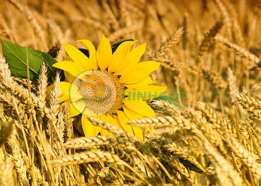 Hình ảnh phong cảnh bông hoa hướng dương và lúa mì-imagestock-0524