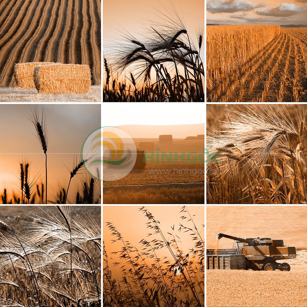 Hình ảnh phong cảnh những bông lau và bông lúa mì-imagestock-0531