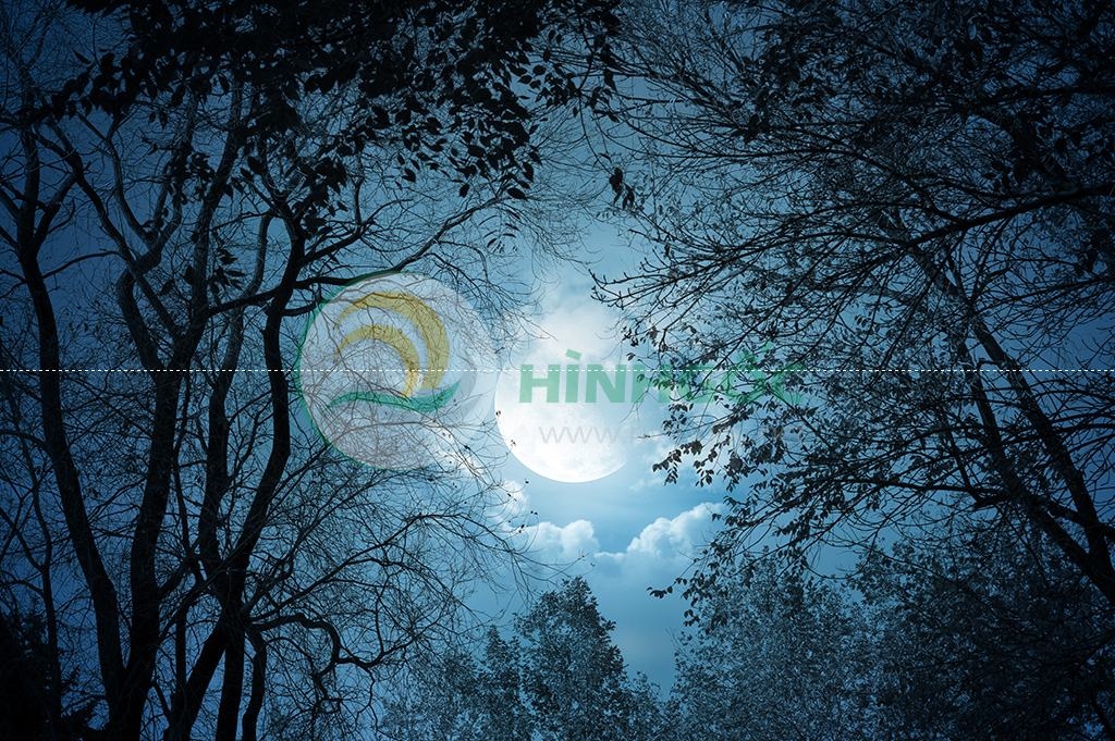 Hình ảnh phong cảnh khu rừng và bầu trời về đêm-imagestock-0576