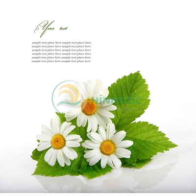 Hình ảnh hoa cúc trắng nở đẹp-imagestock-0626