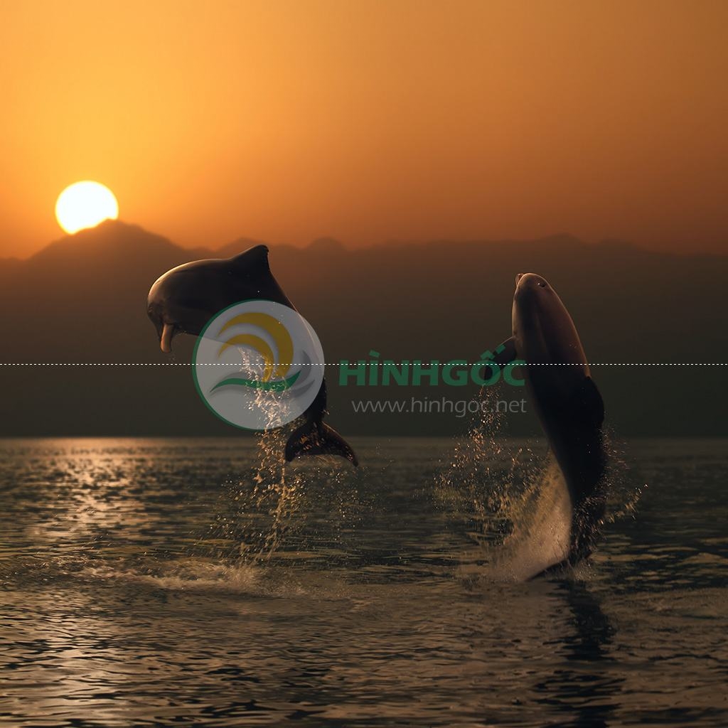 Hình ảnh phong cảnh, cá voi trên biển vui vẻ-imagestock-0670