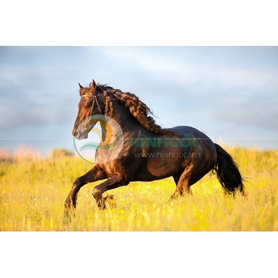 Hình ảnh động vật, con ngựa phi trên cỏ-imagestock-0675