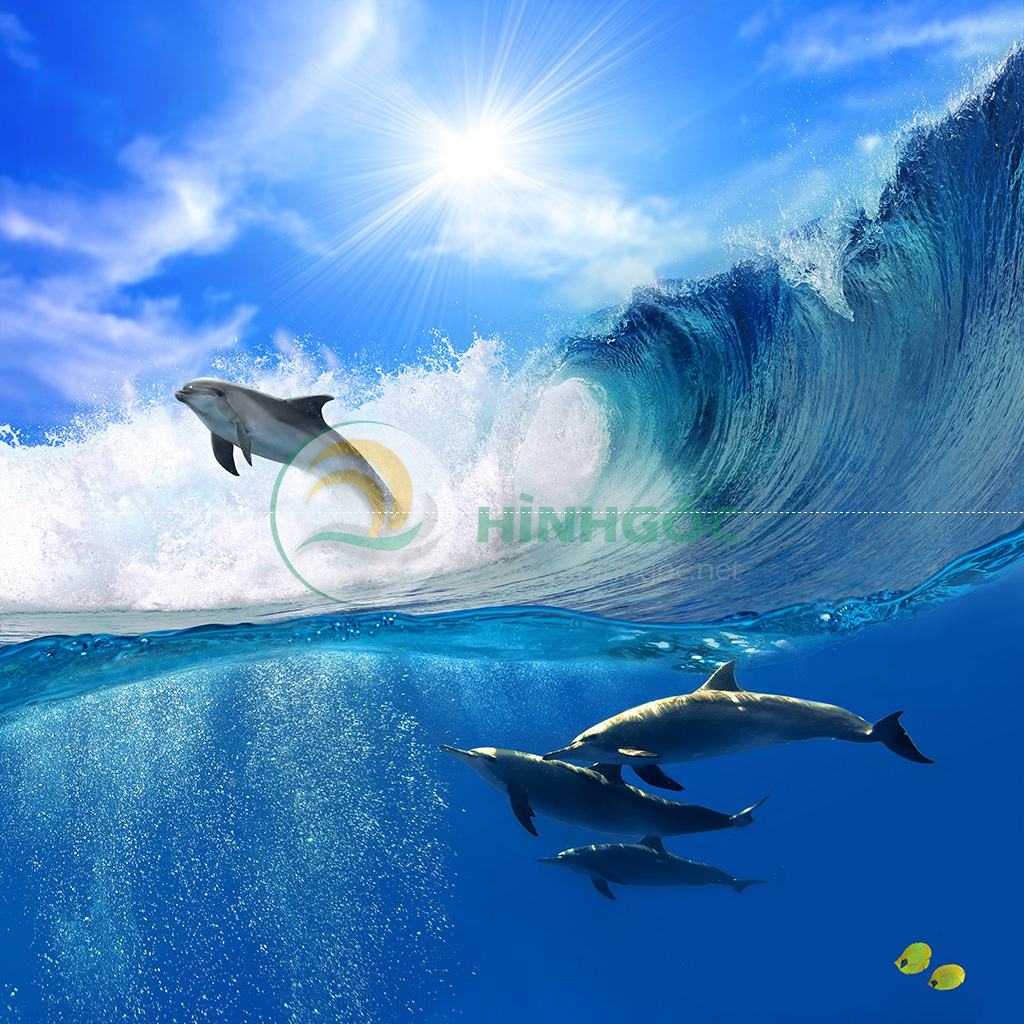 Hình ảnh phong cảnh biển, cá voi vui vẻ trên biển-imagestock-0683