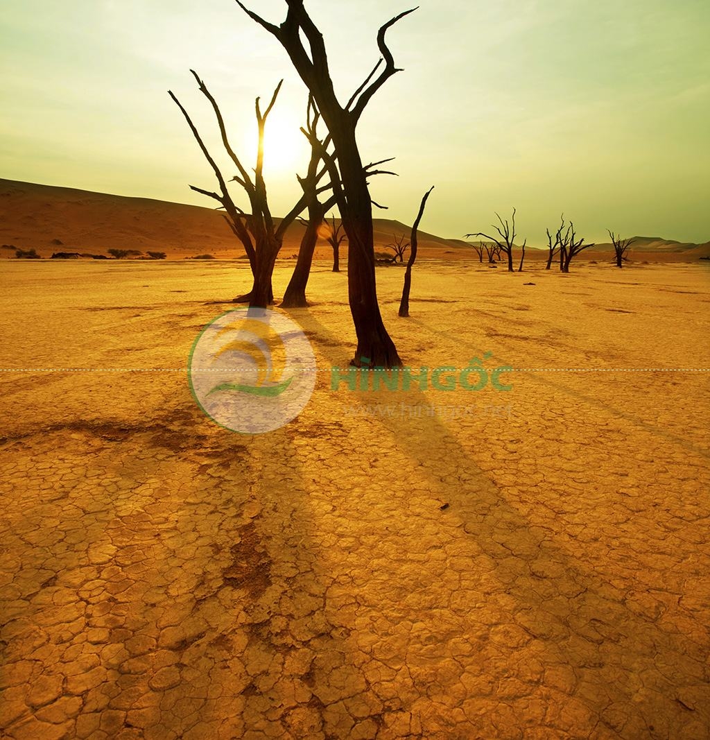 Hình ảnh phong cảnh cây khô trên sa mạc-imagestock-0685