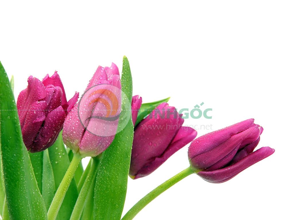 Bật mí các ý nghĩa của hoa Tulip theo màu sắc