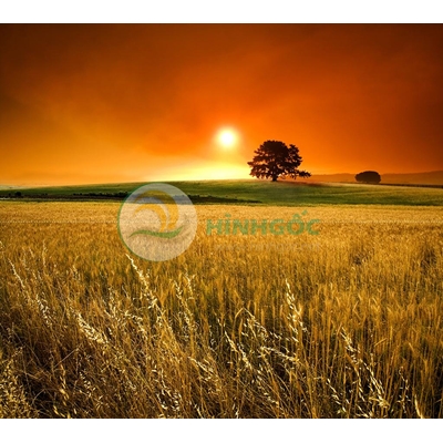 Hình ảnh phong cảnh làng quê, cánh đồng lúa chín vàng-imagestock-0745
